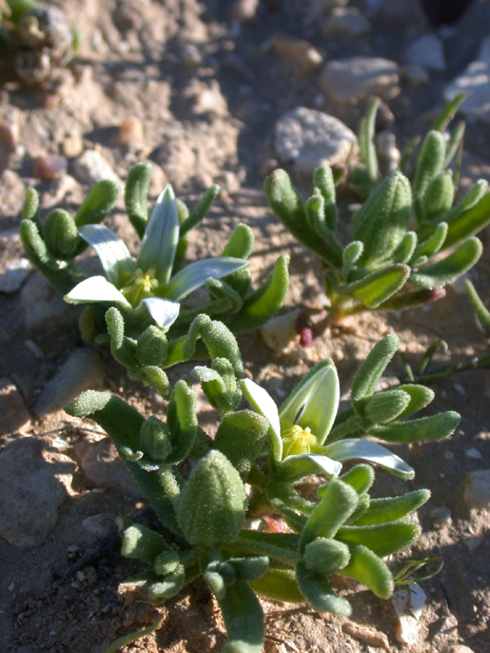 Aguazul (Aizoon hispanicum)