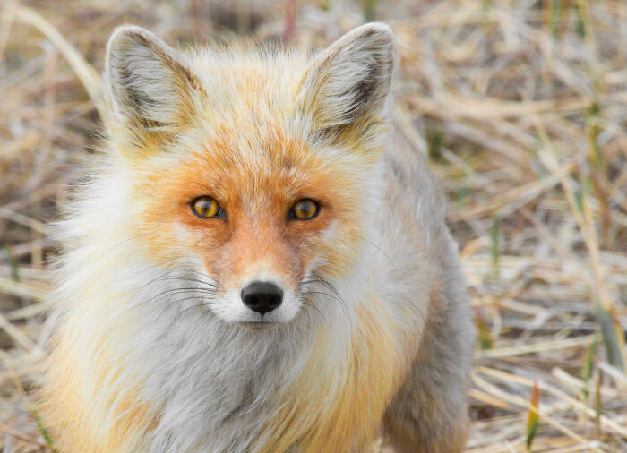 Zorro rojo de Alaska (Vulpes vulpes)