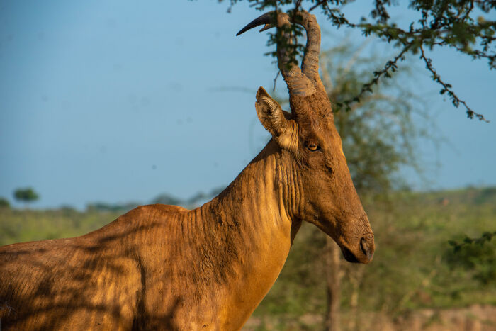 Dante o bbalo (Alcelaphus buselaphus)