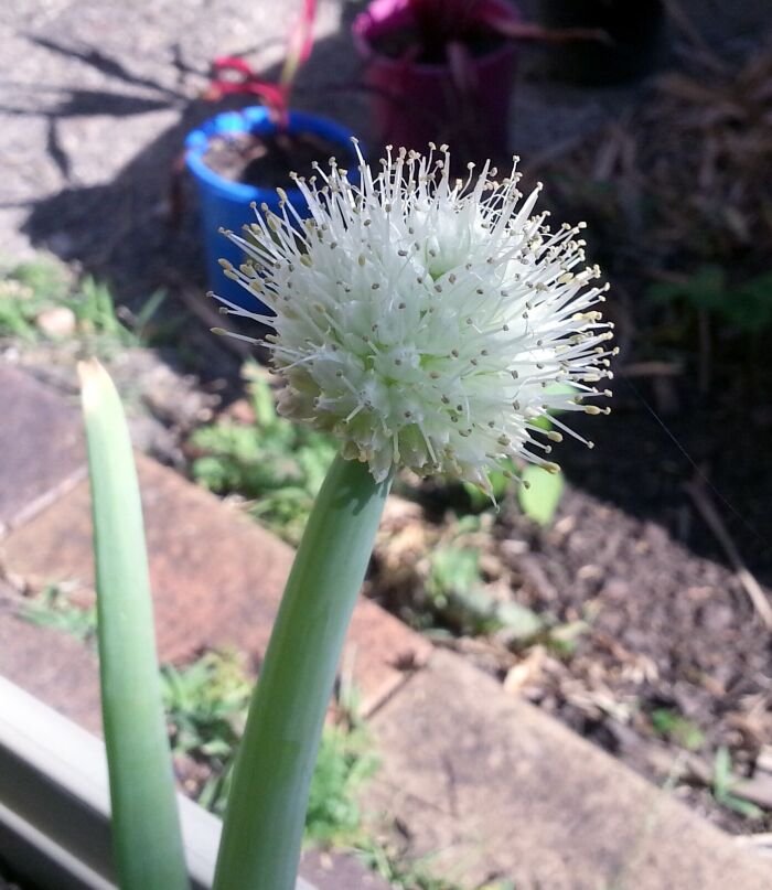 Ascalonia (Allium ascalonicum)