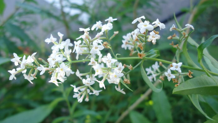 Cedrn (Aloysia citrodora)
