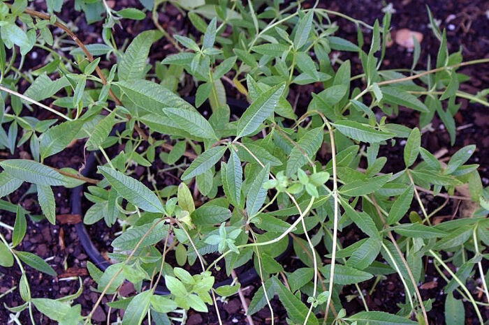 Luisa (Aloysia citrodora)