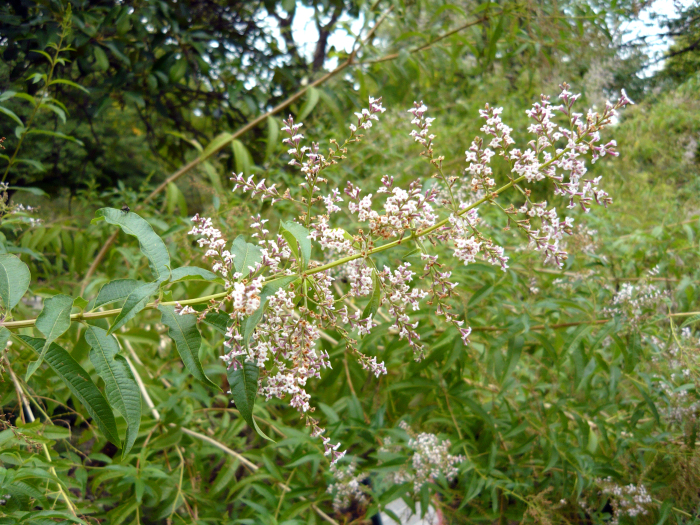 Cedrn (Aloysia citrodora)