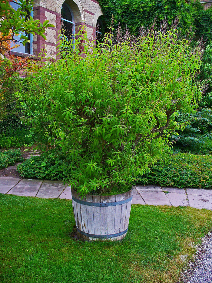 Luisa (Aloysia citrodora)