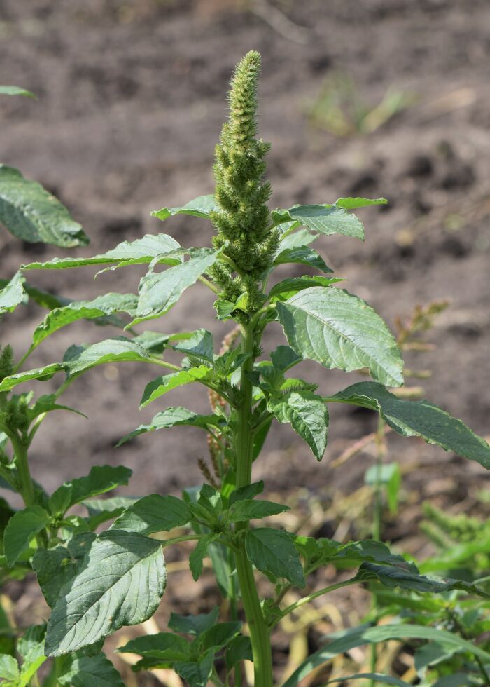 Bledo (Amaranthus retroflexus)