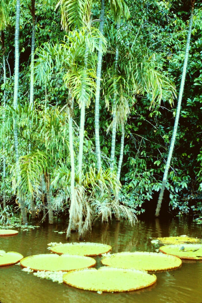 Biotopo de la selva tropical del Amazonas