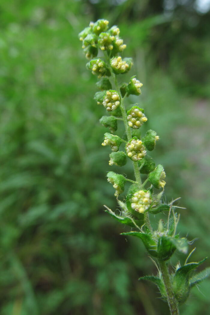 Ambrosa artemisufolia