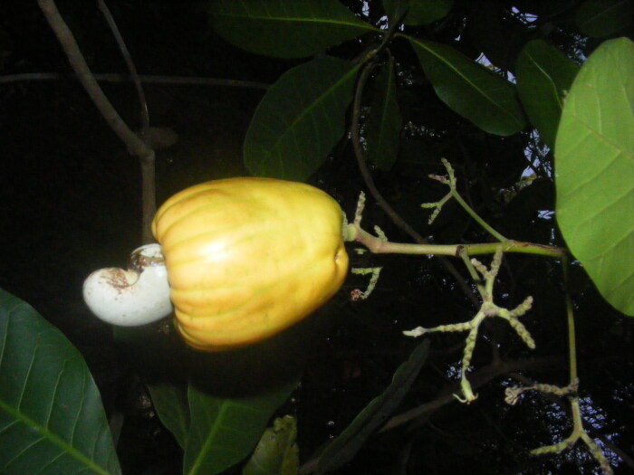 Mara��n (Anacardium occidentale)