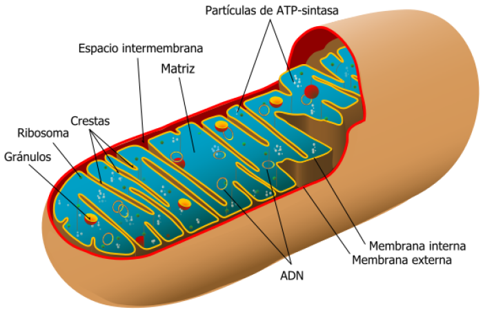 Esquema de una mitocondria animal