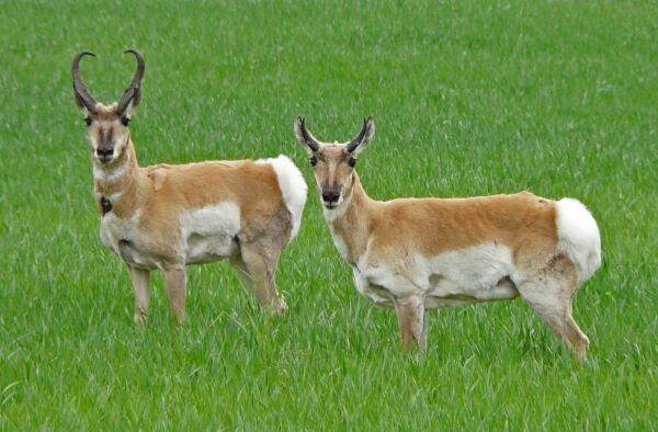 Antlope de las llanuras occidentales norteamericanas