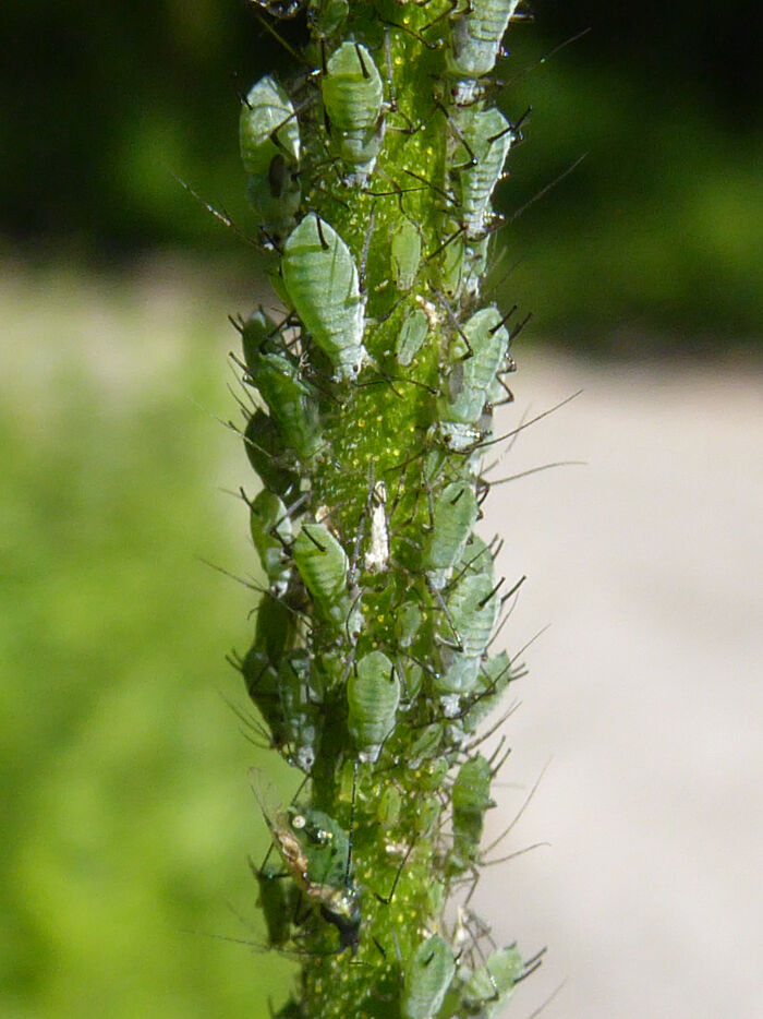 Los pulgones son insectos succvoros