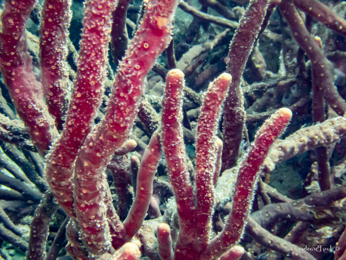 Aplysina cauliformis: es una esponja marina cauliforme