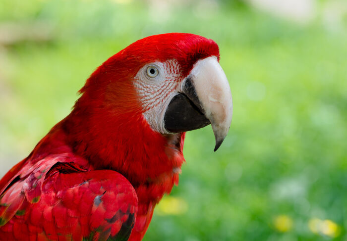 Guacamaya (Ara macao)