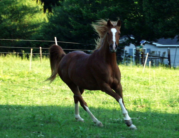 Caballo rabe