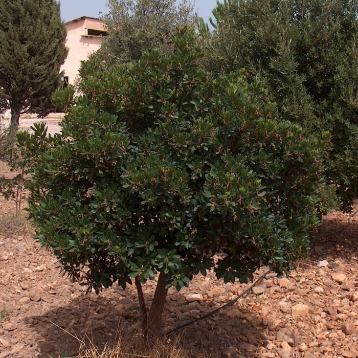 Madroño