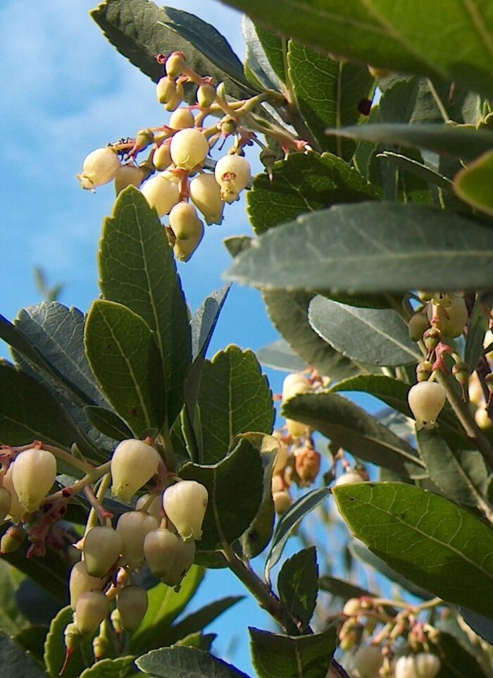 Morojo: fruto del Arbutus unedo