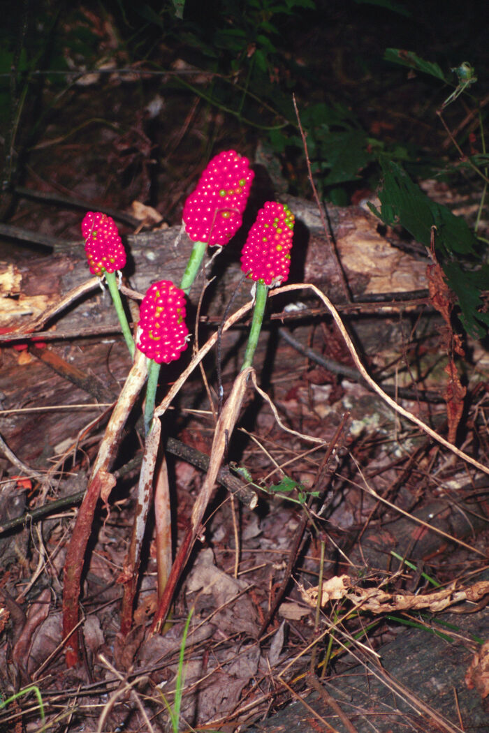 Dragontea (Arisaema dracontium)