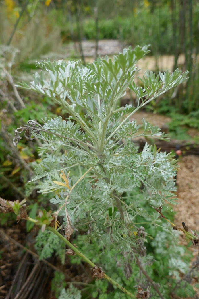 Ajenjo (Artemisia absinthium)