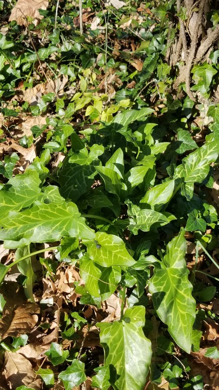 Yaro (Arum italicum)