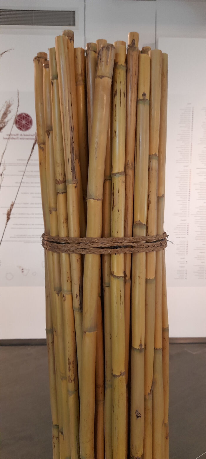 Caña hueca (Arundo donax)