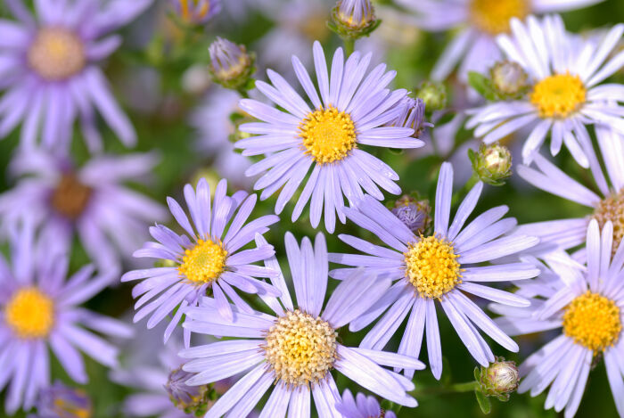 Amelo (Aster amellus)