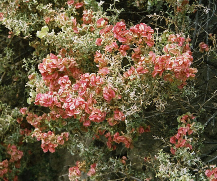 Sampa (Atriplex lampa)