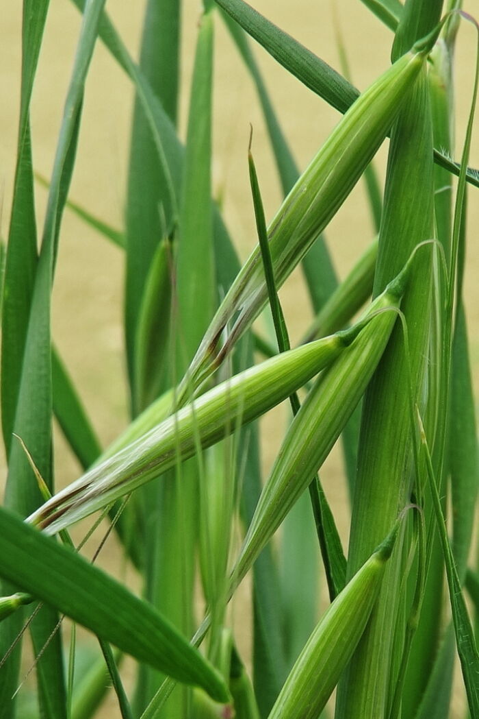 Avena caballuna