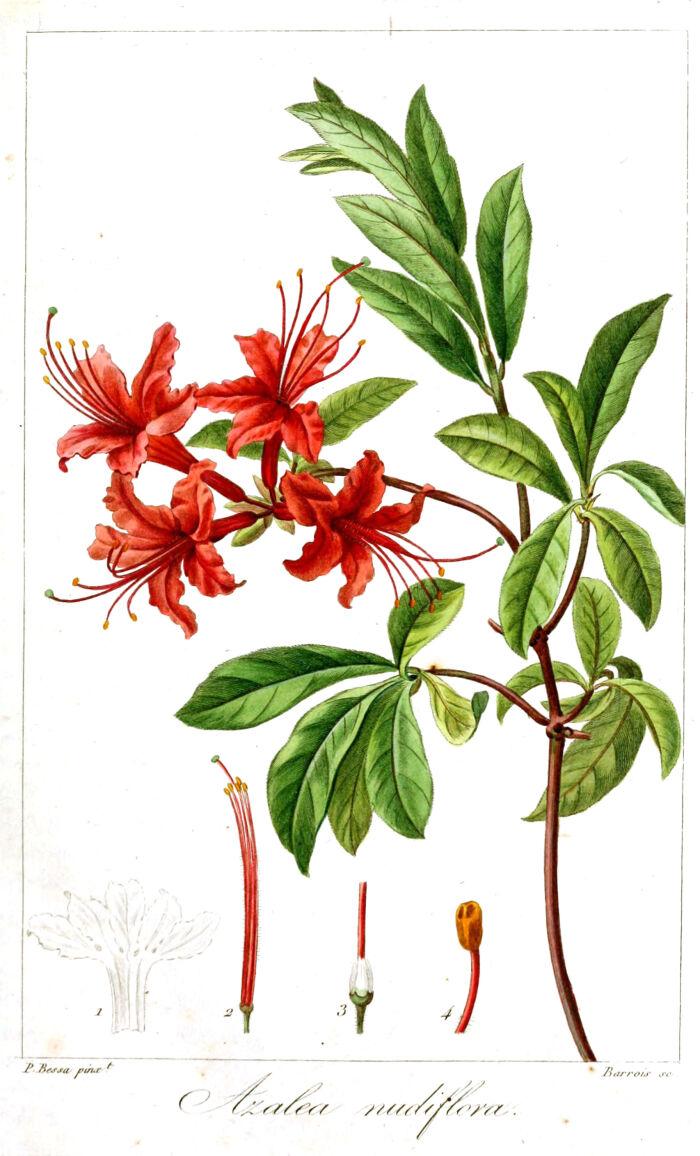 Azalea nudiflora