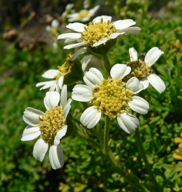 Margarita de la costa o Bahia ambrosioides.