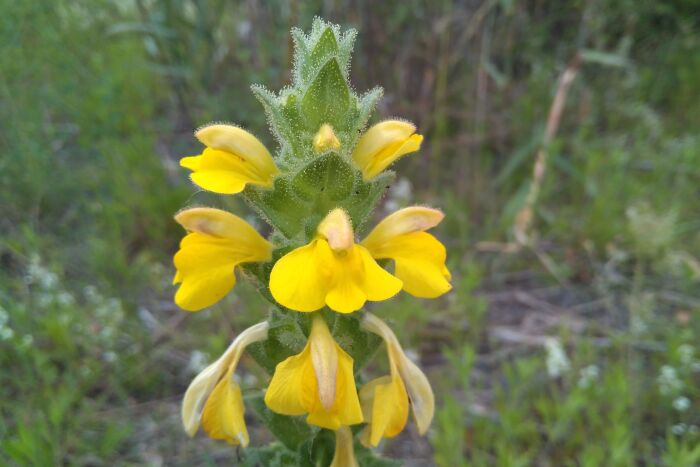 Cresta de gallo (Bartsia trixago)