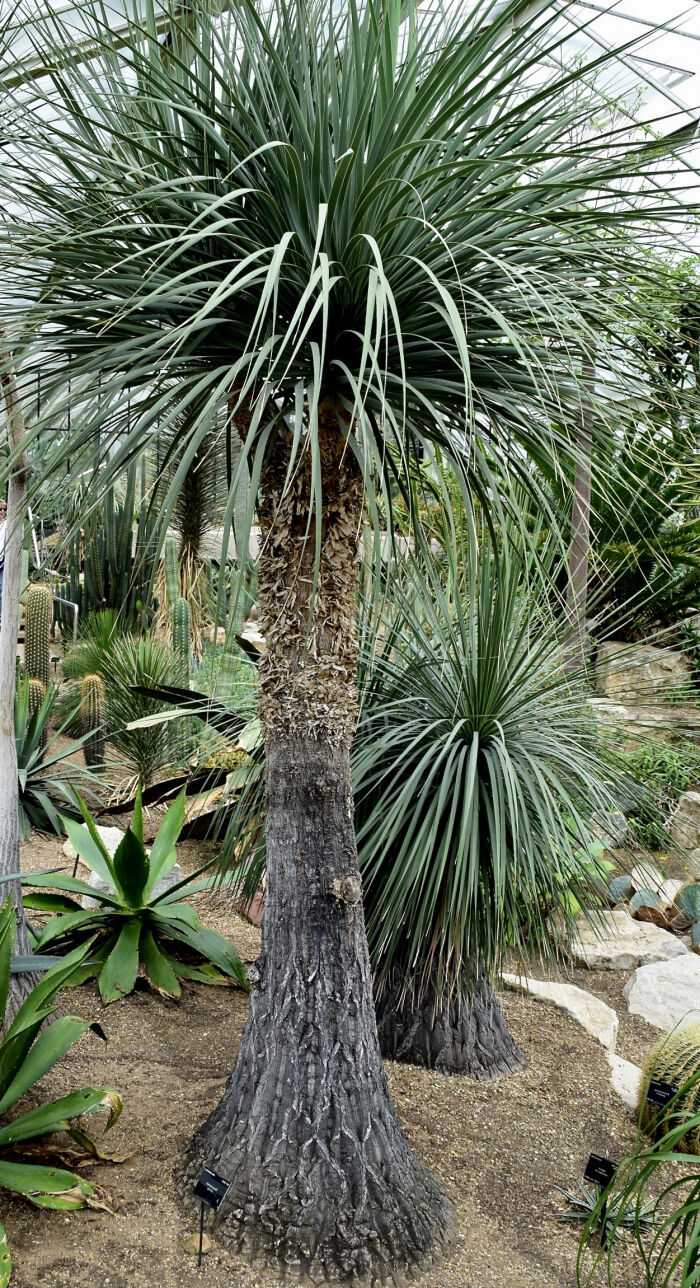 Soyate (Beaucarnea stricta)