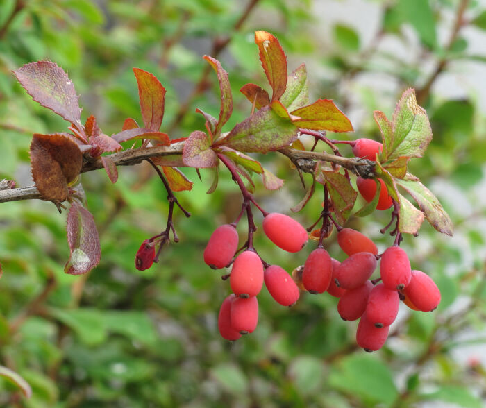 Berberis vulgaris