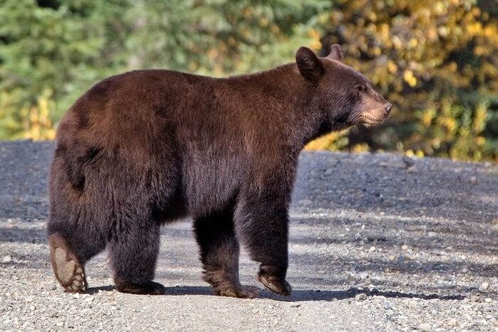 Oso negro en el lago Quesnel, Columbia Britnica (Canad)