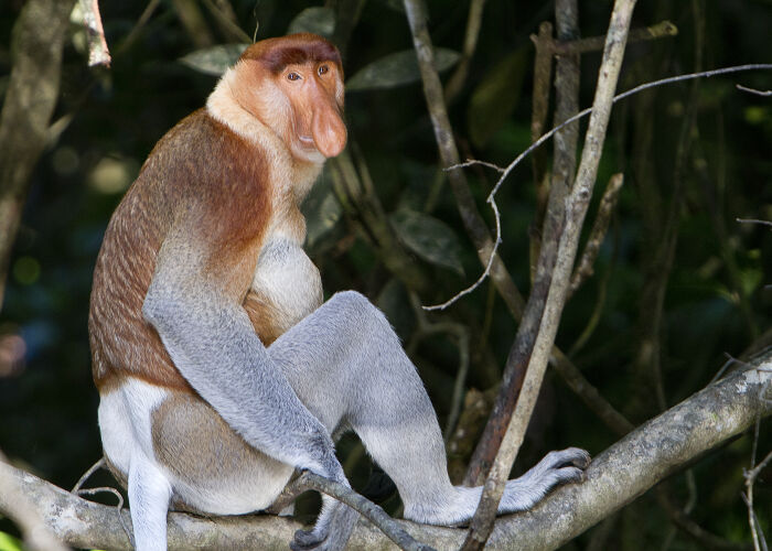 Nasalis larvatus en Borneo