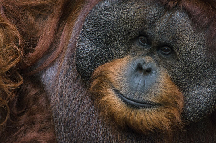 Orangutn de Borneo