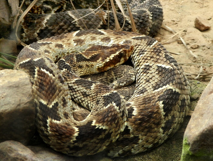 Macanche (Bothrops barnetti)