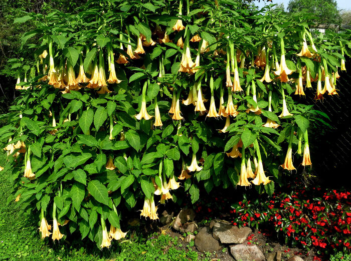 Aclla (Brugmansia suaveolens)