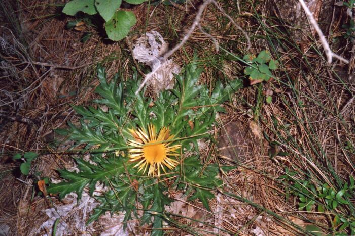 Ajonjera (Carlina acaulis)