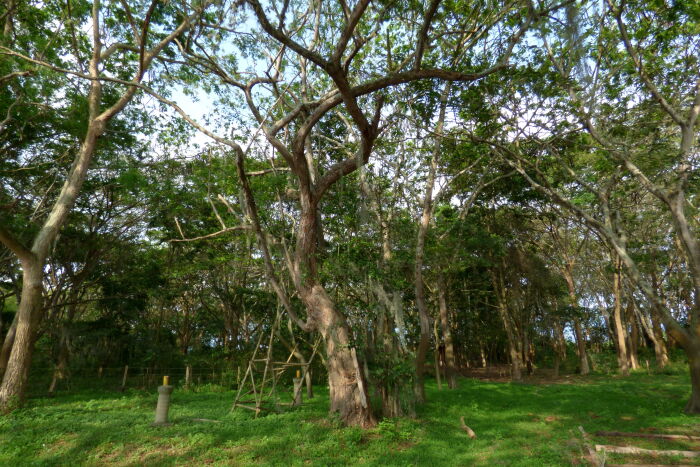 Guabir (Cassia grandis)