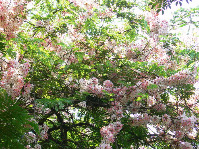 Guabir (flores)