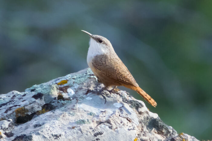 Chirivn barranqueo (Catherpes mexicanus)