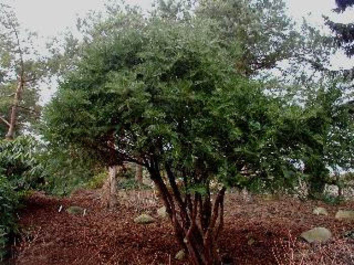 Cephalotaxus harringtonia