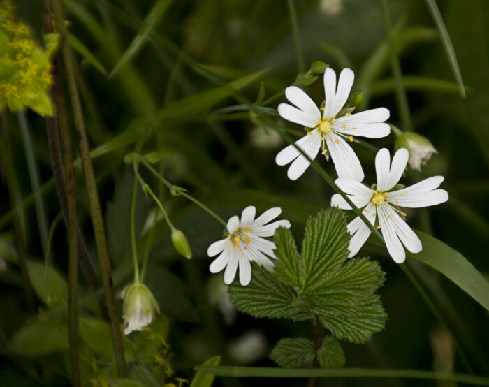 Cerastium fontanum