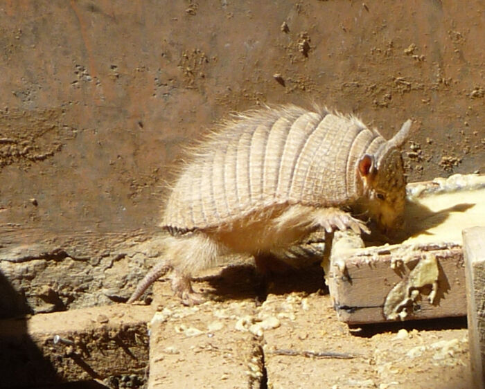 Quirquincho (Chaetophractus nationi)