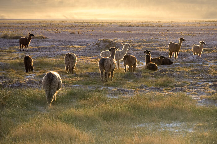 Llamas en Atacama, Chile