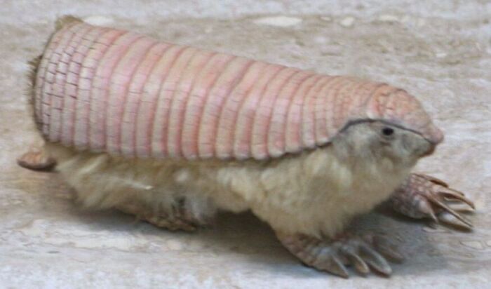 armadillo