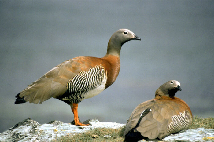 Gansillos en Tierra del Fuego