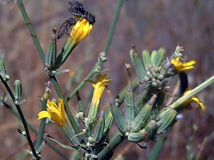 Ajonjera juncal (Chondrilla juncea)