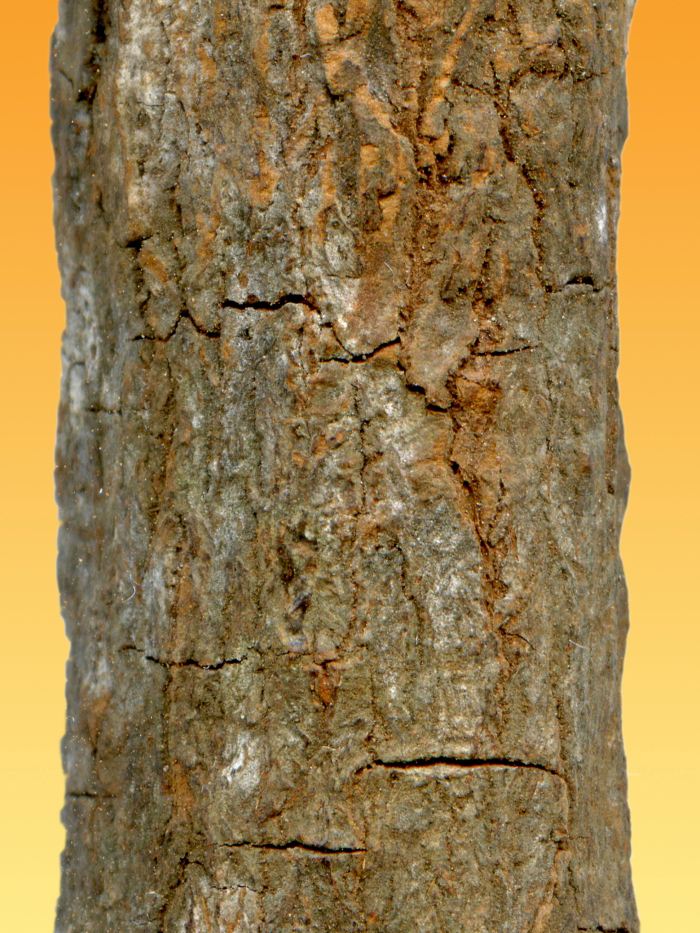 Quina: la corteza del quino (Cinchona officinalis)