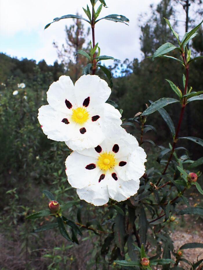 Lada (Cistus ladanifer)